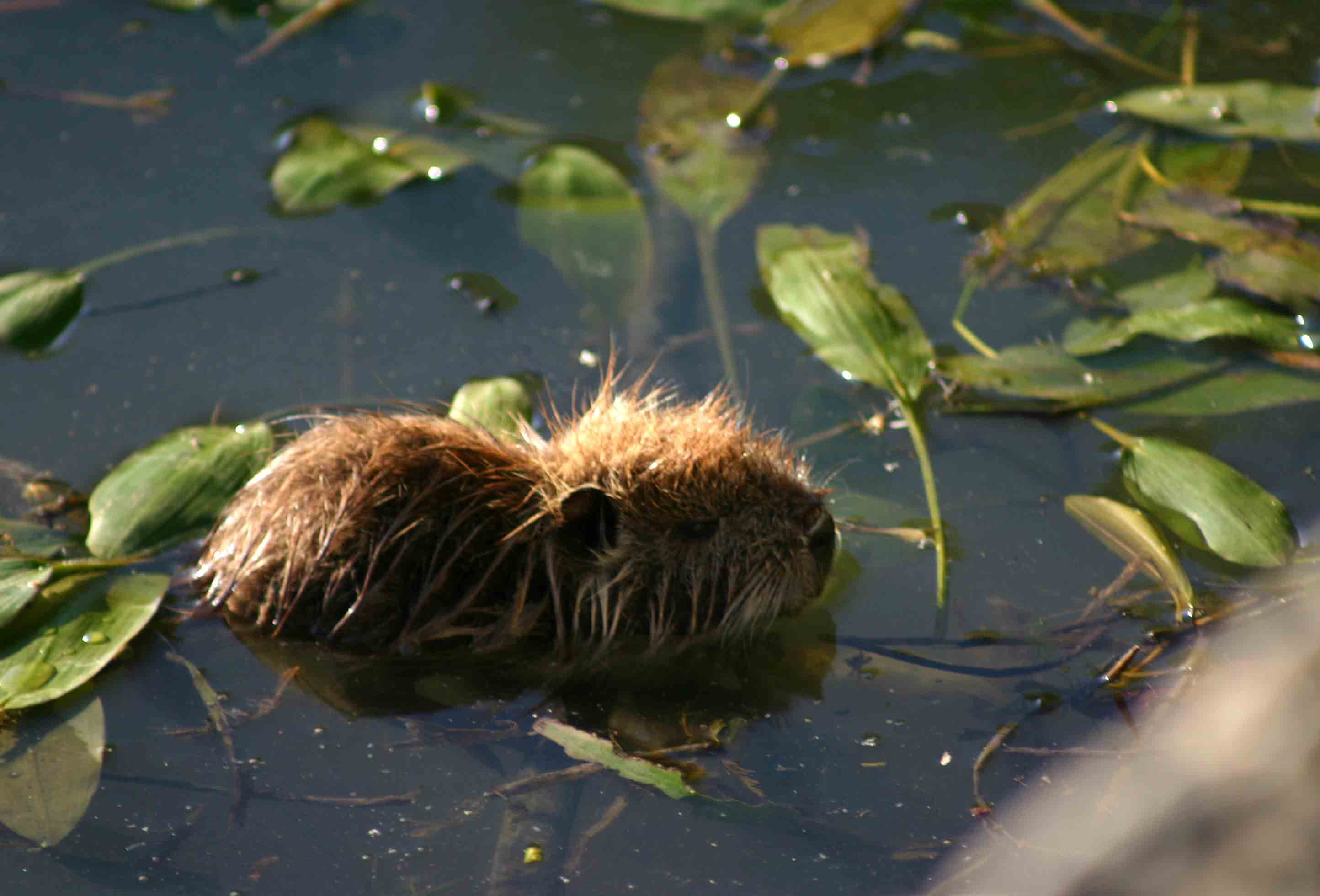 Nutria. Myocastor coypus